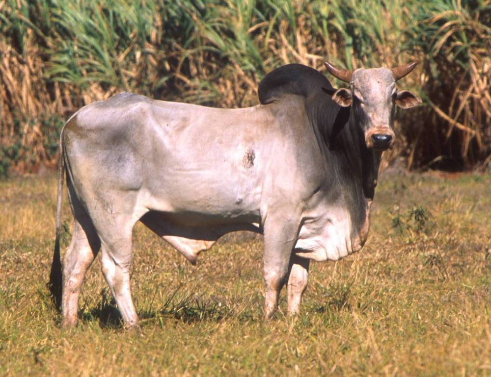 Zootecnia e Nutrição Animal.: Curiosidades Zootécnicas!!!