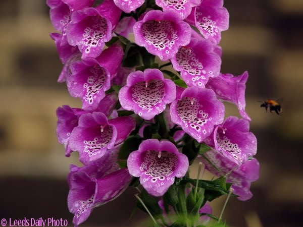 Picture of foxglove flower in an old garden in Leeds Foxglove Flower