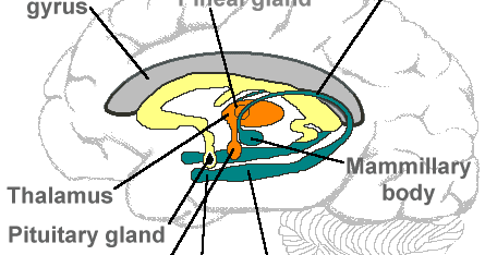 Without A Map Limbic