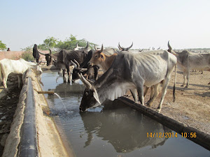 Cattle  outside  the "Vachara Dada"  temple.