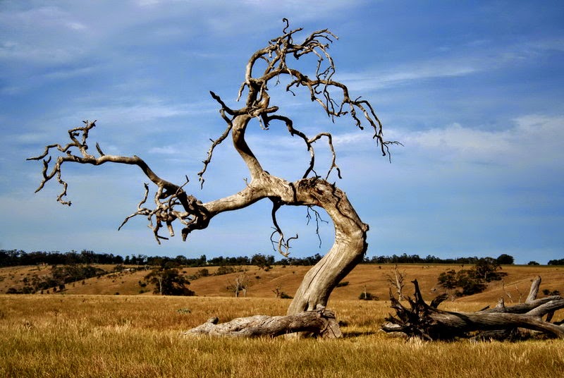 fruit of the poisonous tree can you bring fruit on a plane fruit of the poisonous tree can you bring fruit on a plane
