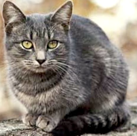 Blue Ish Grey Cat With Black Stripes Blue Ish Grey Cat With Black Stripes