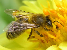 Precious Pollinator