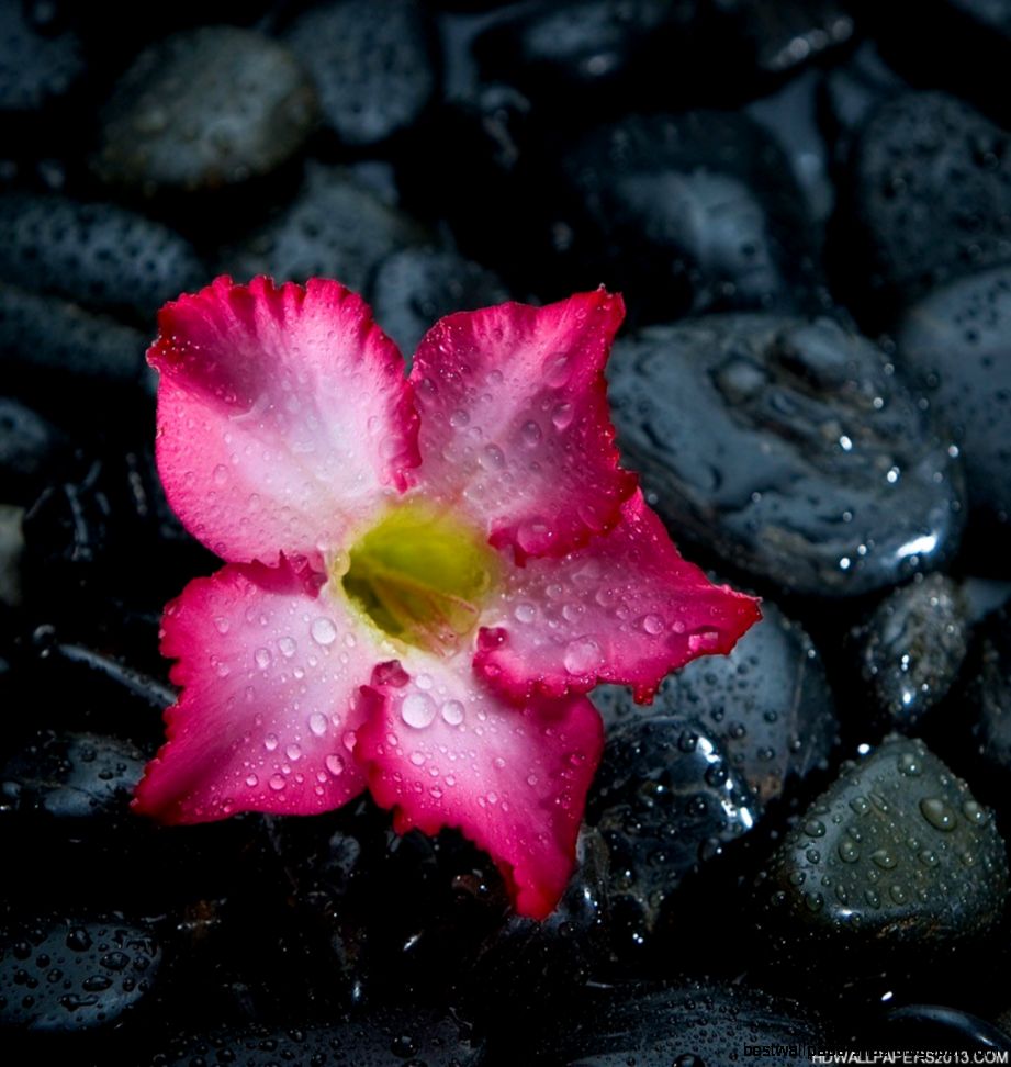 Cool Free Wallpapers for iPad WallpaperSafari Cool Free Wallpapers for iPad WallpaperSafari