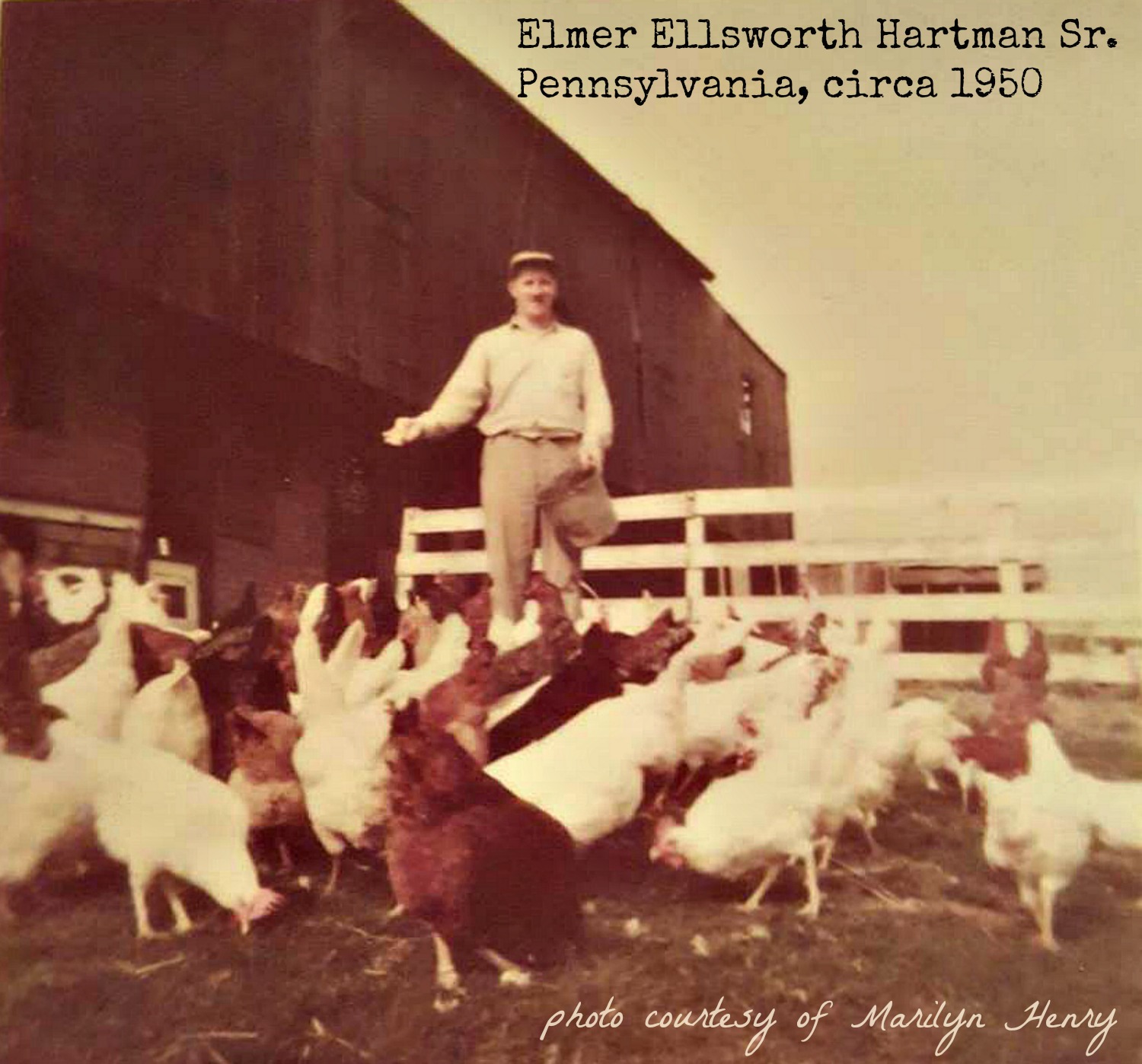 Reasons Straw Does Not Belong in Chicken Coops The Chicken Chick®