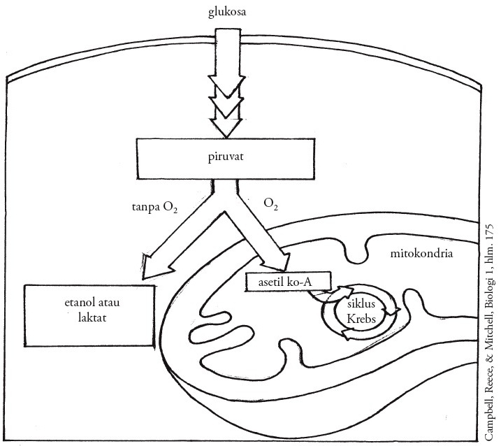 Building Spelling Skills Book 3, Second Edition, Grade 3