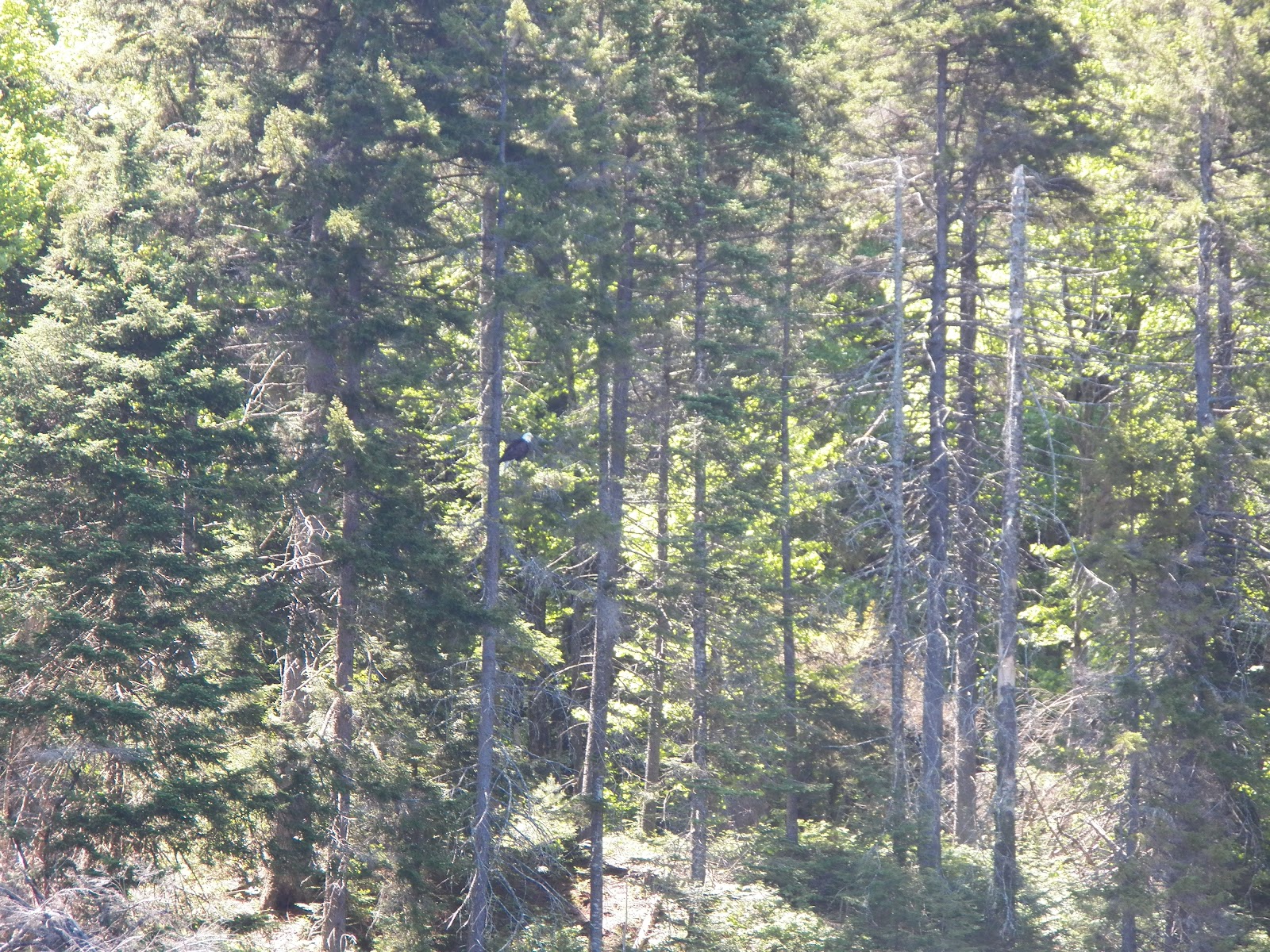 Quiet Kayaking in New York State Francis Lake, part one