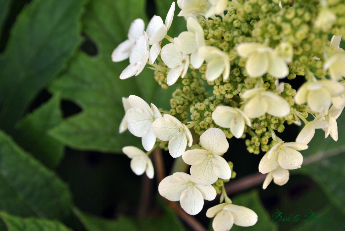 Back to Basics Snow Queen Oakleaf Hydrangea