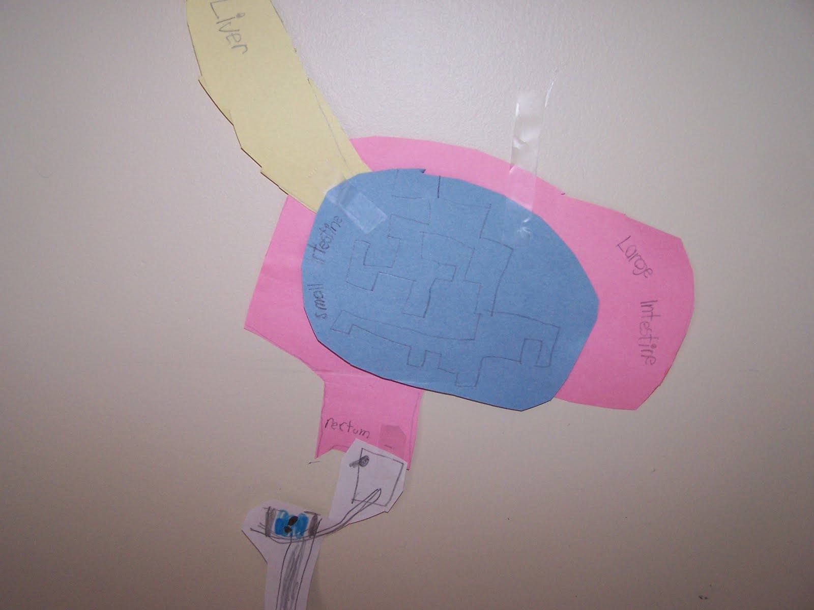 digestive system model for class 4