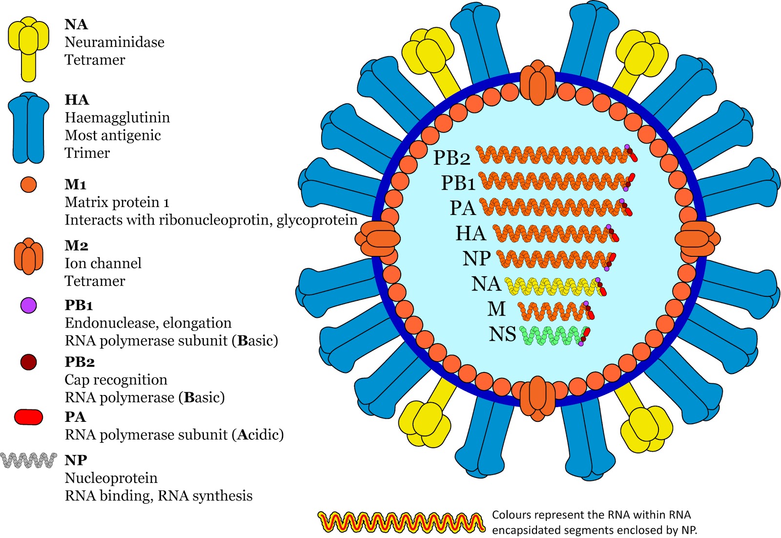 VDU's blog H5N1 1st fatal case in North America...[UPDATED x4FINAL]