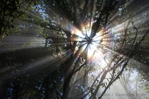 Cannon Beach Log "Photo of the Week"