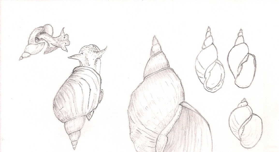 Moje Mollusca Błotniarka stawowa Lymnaea stagnalis (Linnaeus, 1758)