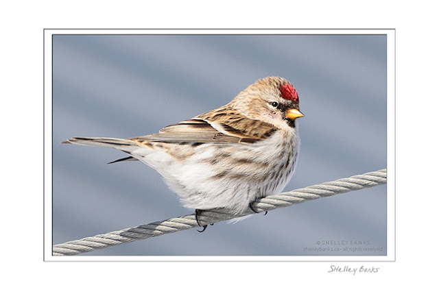Common Redpoll - a female, by the lack of chest patch - on a wire. © SB Copyright Shelley Banks, all rights reserved.