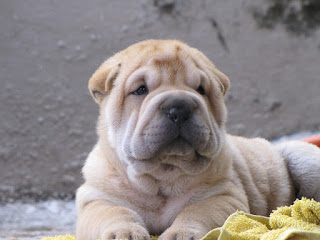 un perro de raza shar pei un perrito shar pei luce con orgullo sus caracteristicos pliegues en la piel