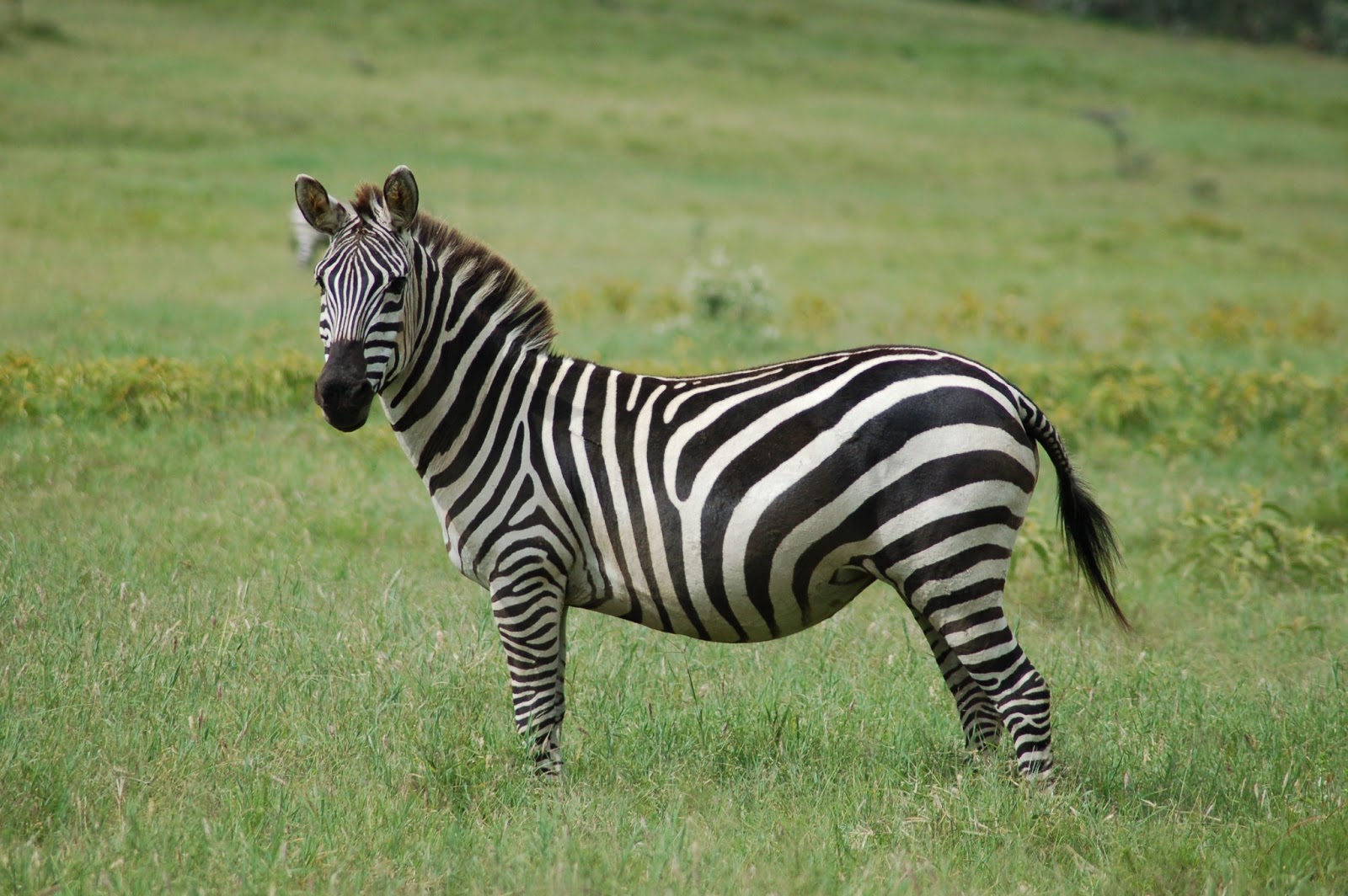 The Zebra: One Of Africa's Most Beautiful Creatures