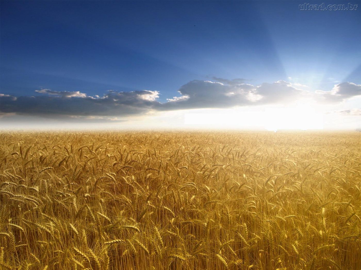 O Caminho: A parábola do campo de trigo
