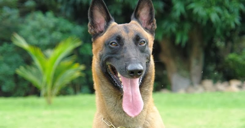 pastor belga dog pastor belga dog