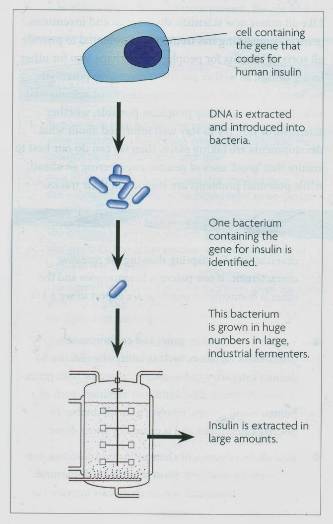  136 engineering, putting human insulin genes into bacteria
