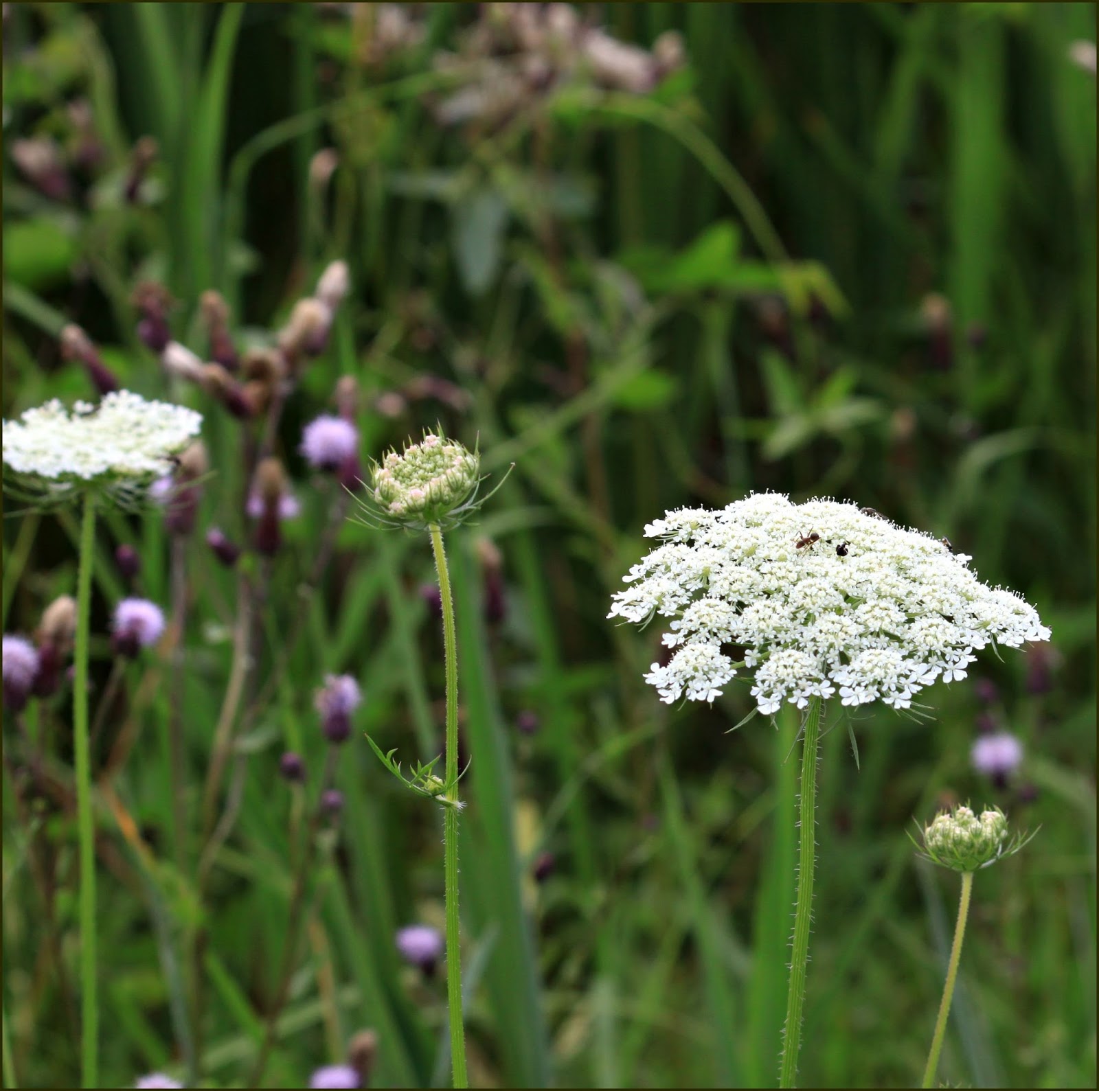 Through Carol's Lens Michigan Wildflowers in July