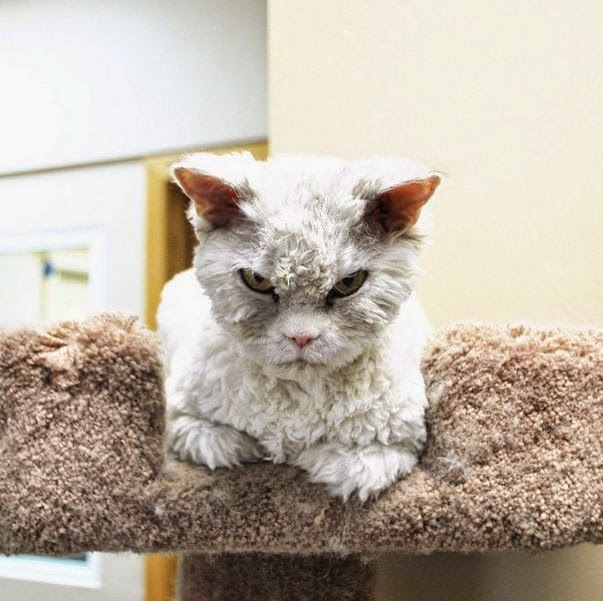 Albert the sheep cat, Albert the cat with bitch face, Selkirk Rex breed cat picture