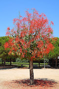 Flame tree (Brachychiton Acerifolius) in full blossom (flame tree brachychiton acerifolius in full blossom)