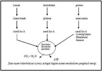 reaksi reduksi oksidasi pdf reaksi reduksi oksidasi pdf