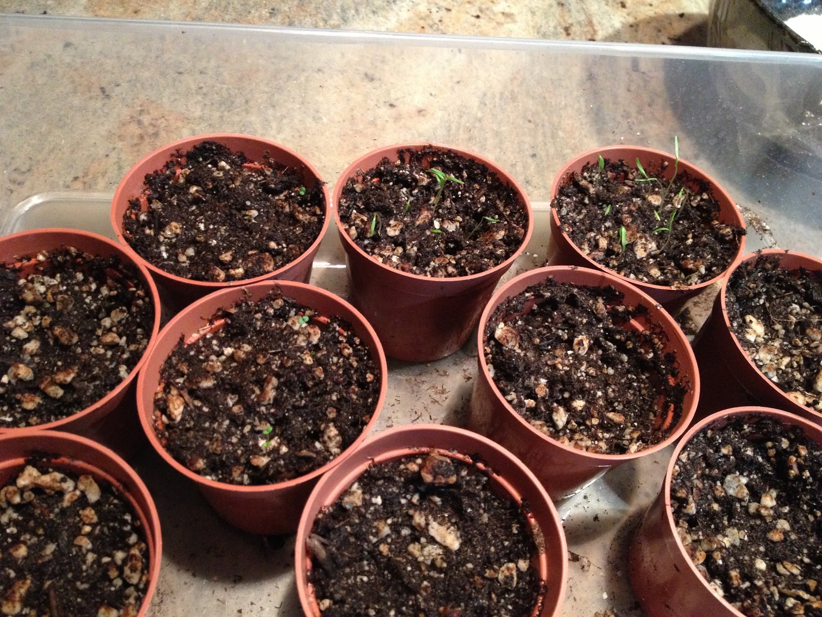 How Does My Garden Grow? Seed starting and The Old Farmer's Almanac
