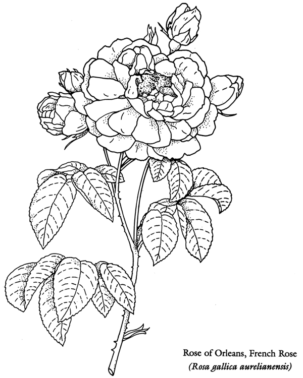 flower coloring pages flower coloring pages