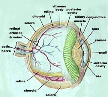 The Human Eye ~ Study of Biological Science