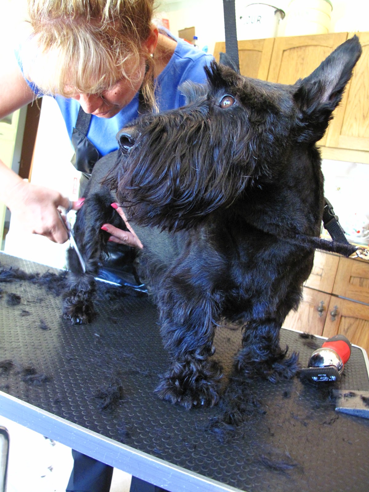 Scottie Dog grrooooming...