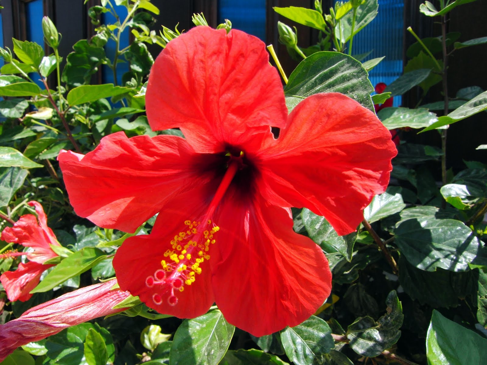 Home And Garden Hibiscus rosasinensis