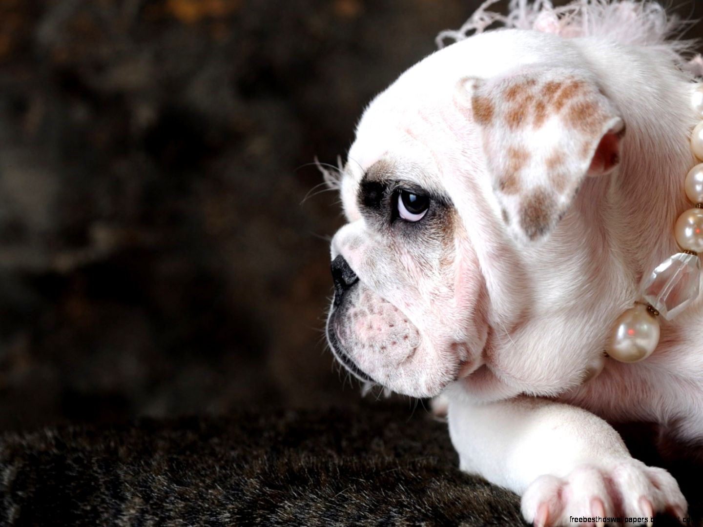 with funny dog dressed up wallpaper funny dog picture wallpaper with funny dog dressed up wallpaper funny dog picture wallpaper