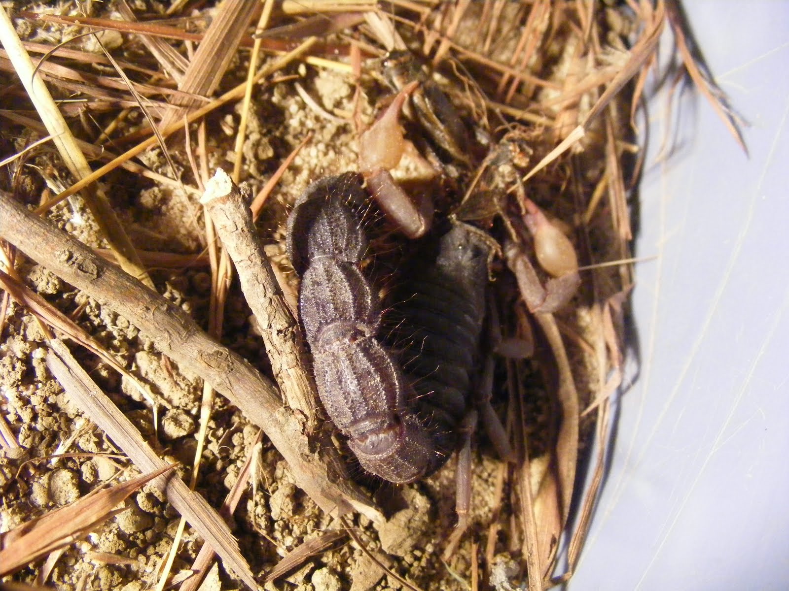 The Mountain Top: The scorpion in the house and jonathan ...