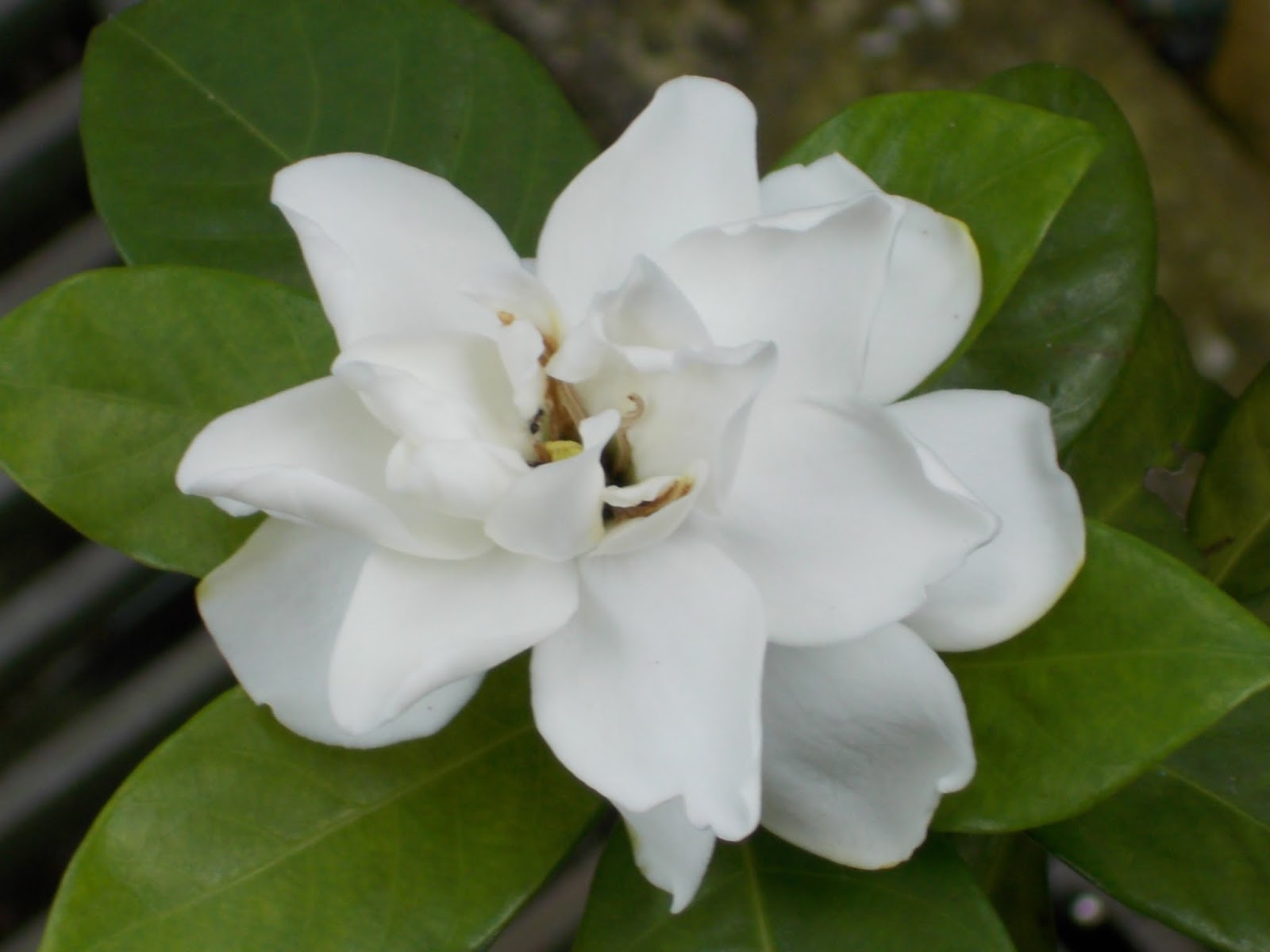 Plants found in Singapore Gardenia jasminoides