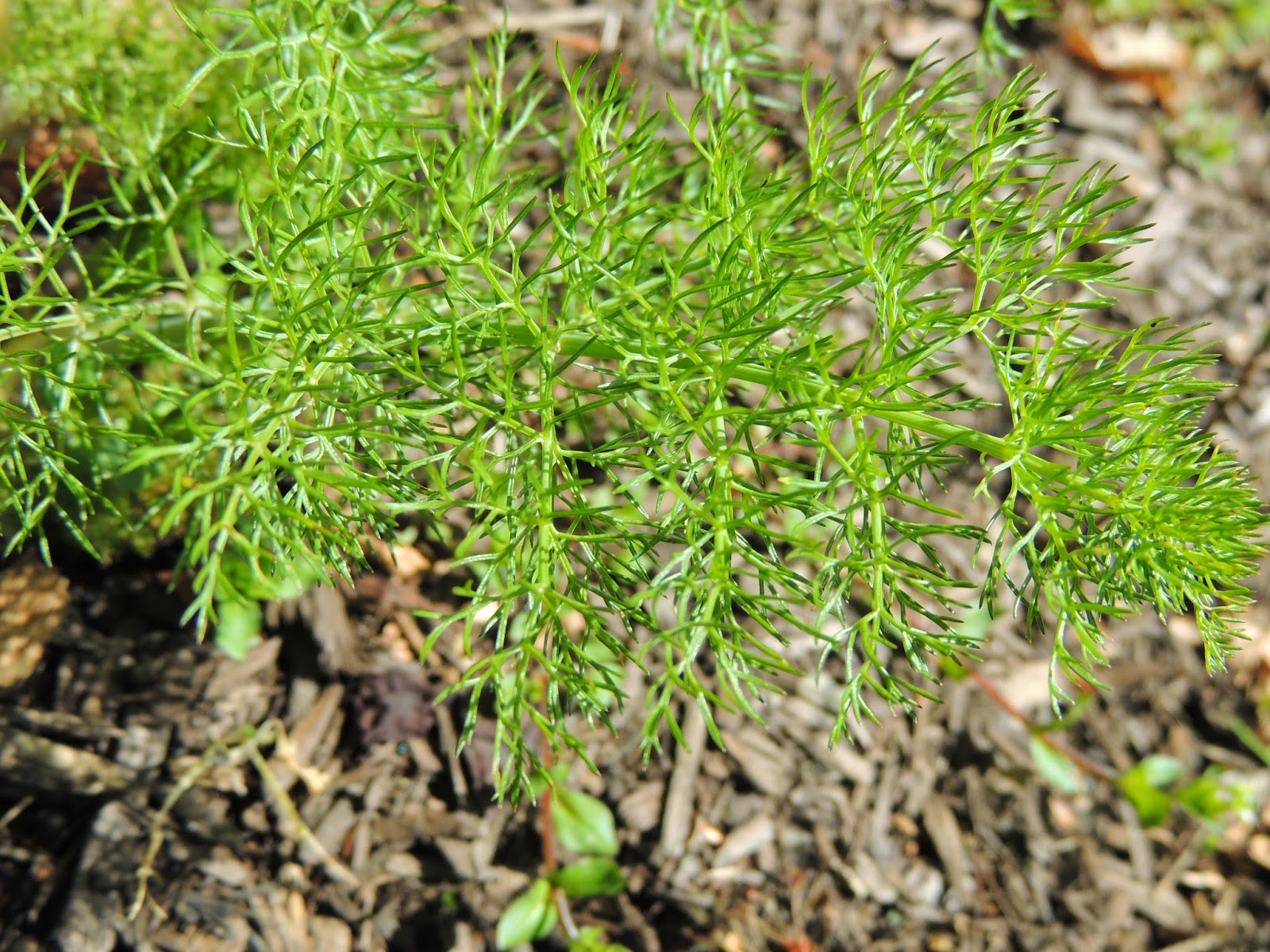 Linn Acres Farm Why You Should Be Growing Dill