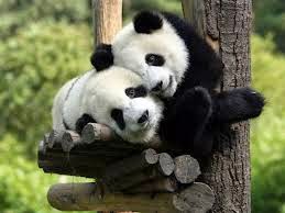Animales tiernos 2015 - 2016 Animales tiernos 2015 - 2016