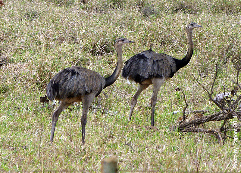 Птицы в фотографиях из путешествий