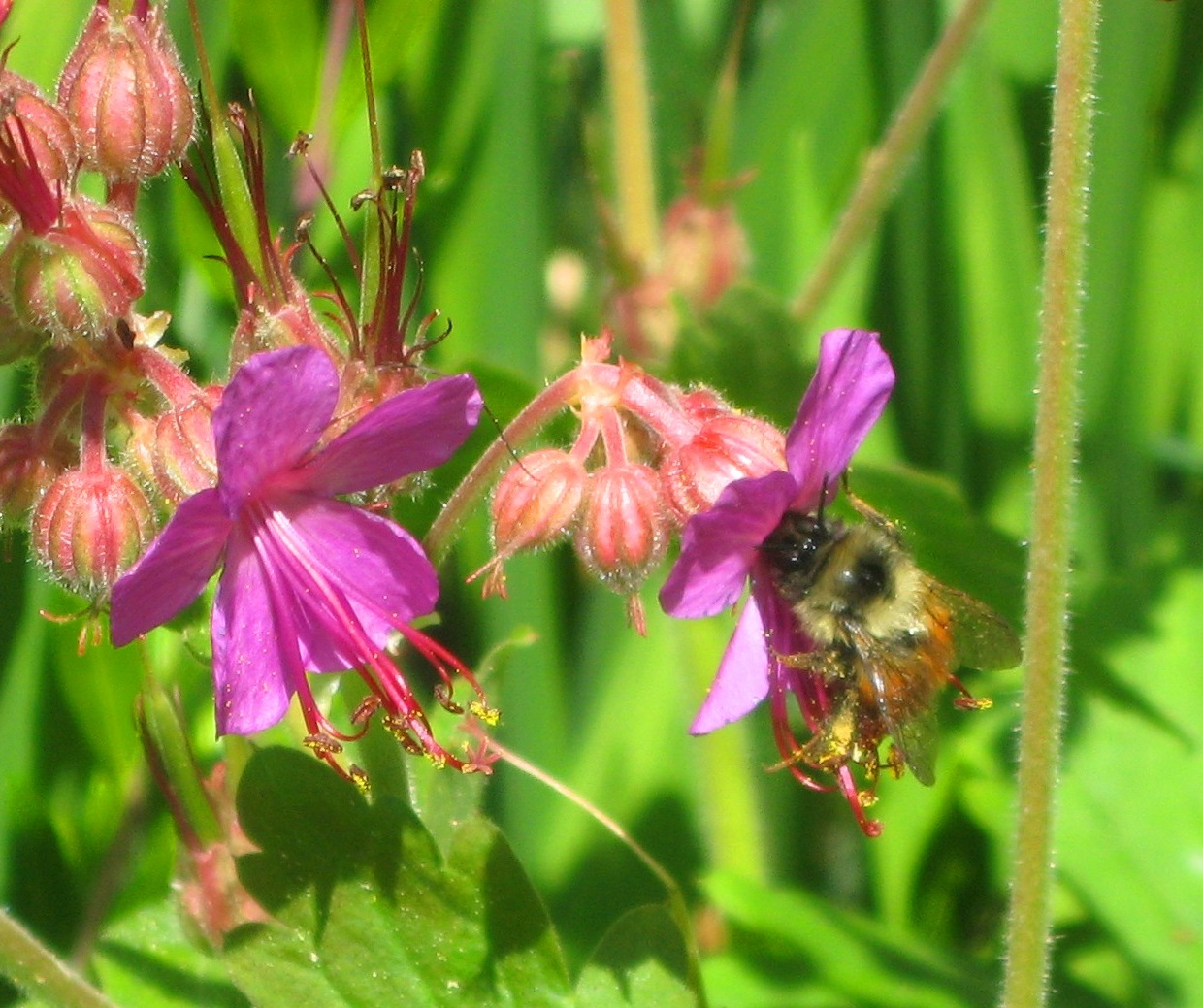 Strathcona Beekeepers Plants Bees Love