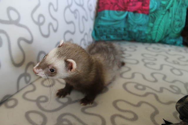 fretti+ferret