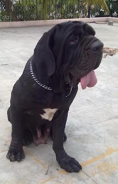 Bitch Neapolitan Mastiff for sale in Bangalore