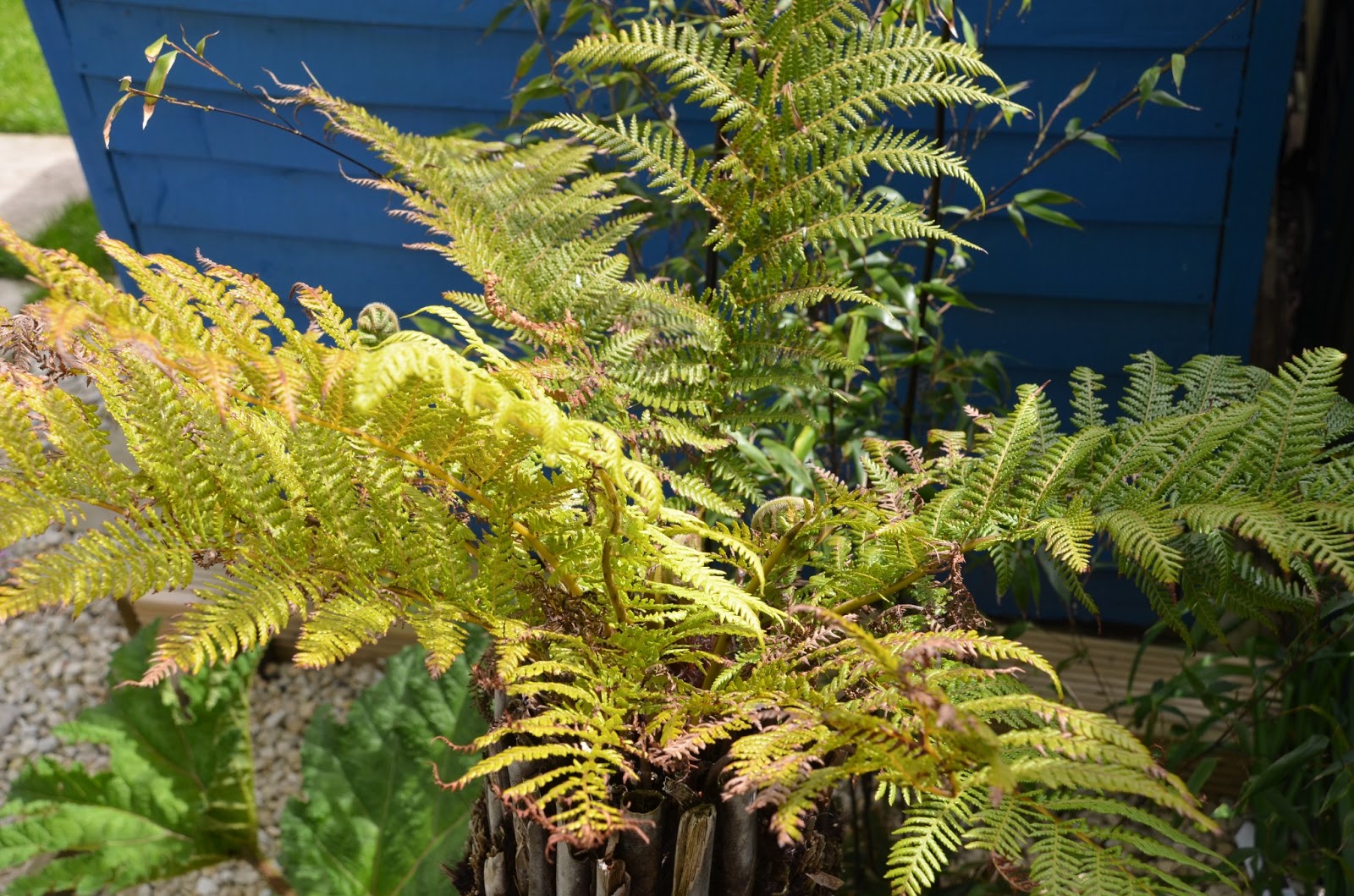 WHY IS MY TREE FERN DEAD? The Garden of Eaden