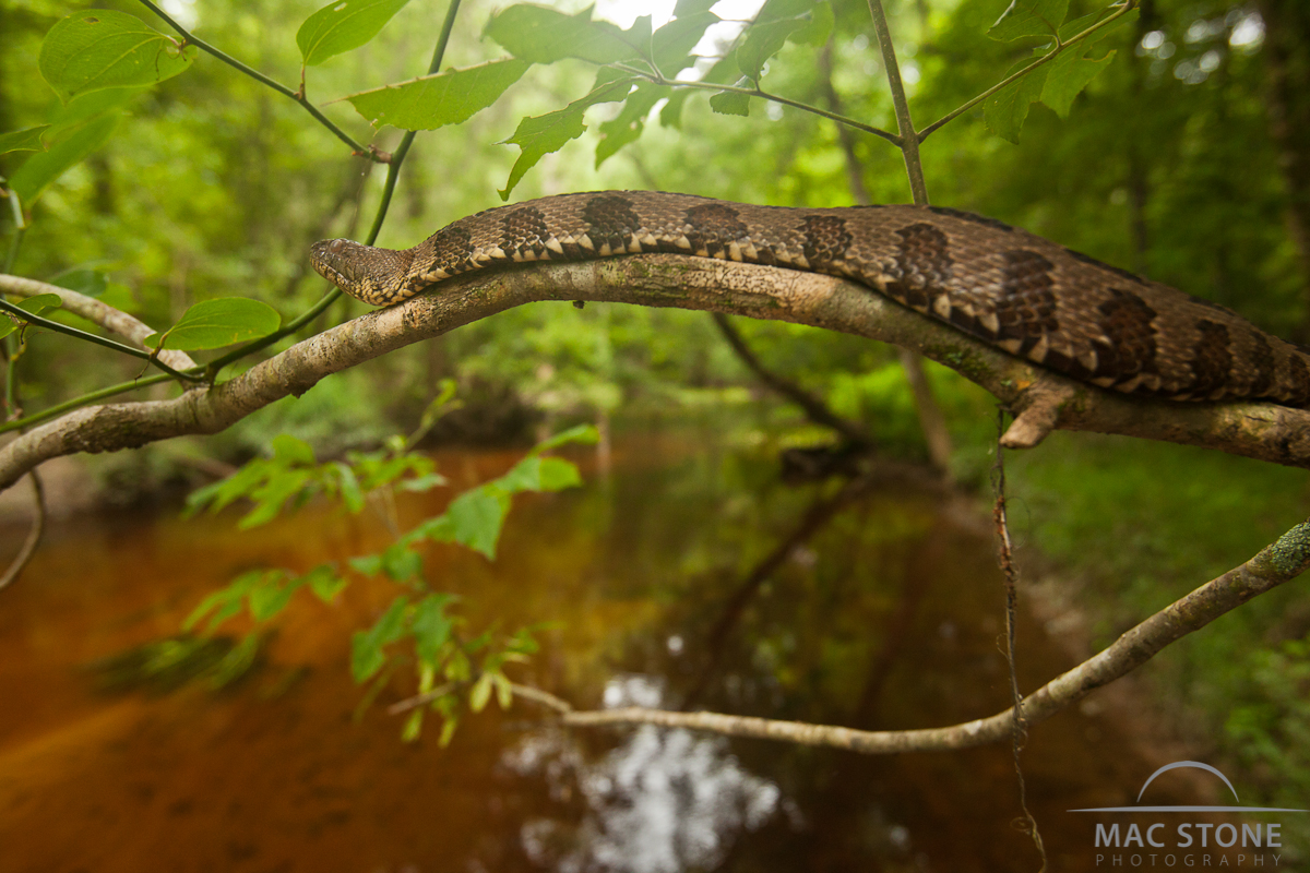 Mac Stone Photography Blog Congaree National Park