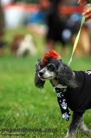 Funny Dog Pictures