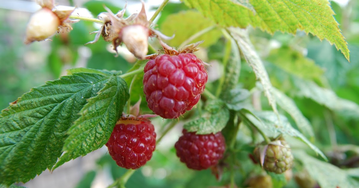 My Recession Kitchen...and garden The First Raspberries of the Season