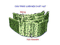 mạng luoi noi chat hat