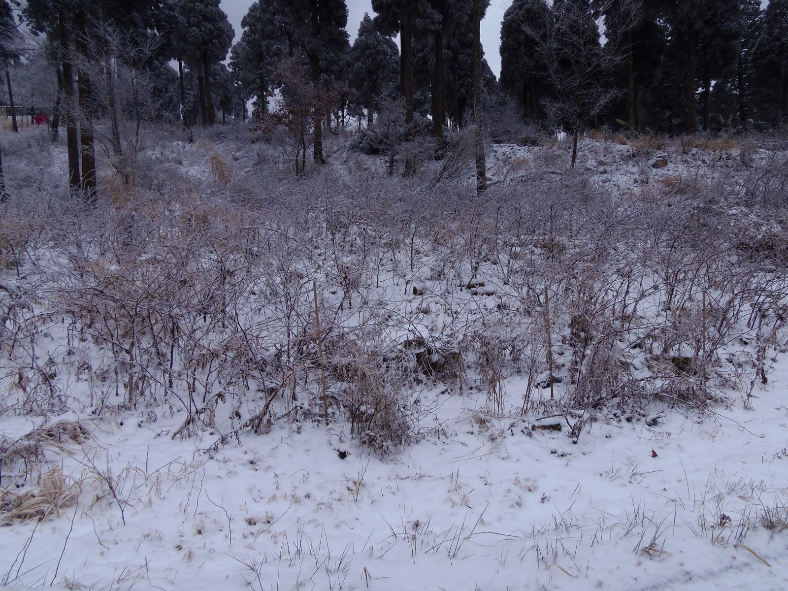 No Rose Without A Thorn この空の下で 雪景色の 阿蘇 も美しいですよ