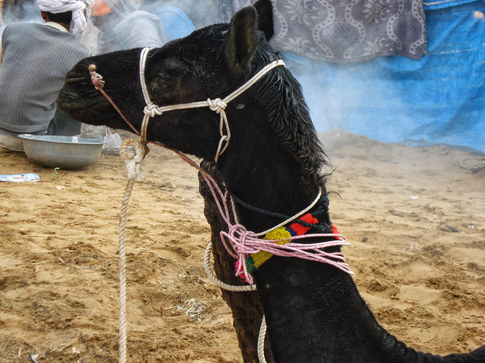 Unseen Rajasthan : India Travel - Black Camel - Rajasthan - India