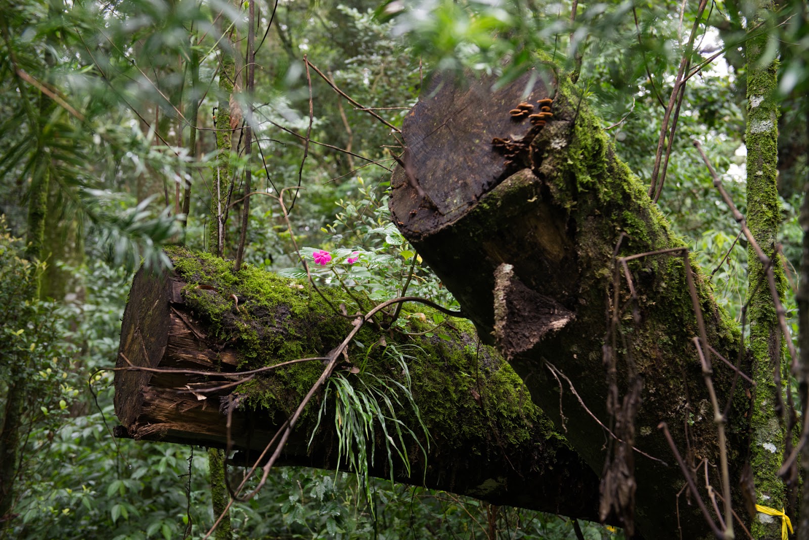 Bosque do Capão da Imbuia