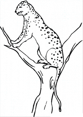 Realistic Cheetah Coloring Pages
