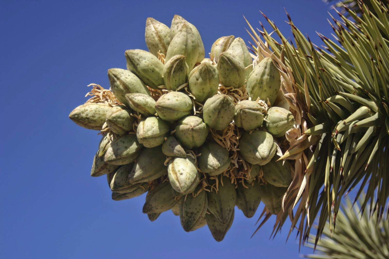 Liliana Usvat Reforestation and Medicinal use of the Trees Joshua Tree treat arthritis